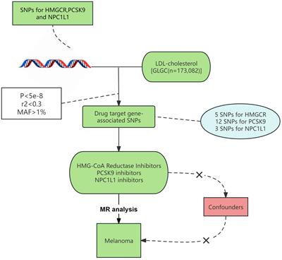 Lipid-lowering medications and risk of malignant melanoma: a Mendelian randomization study